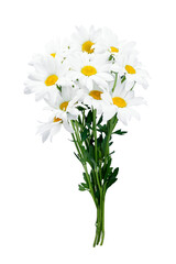 Wall Mural - Beautiful white Daisy, Marguerite, chamomile isolated on white background with including clipping path. Full Depth of field, Full, Depth of field, Focus, stacking, dof