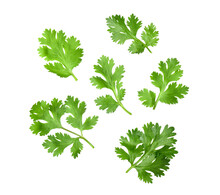 Coriander Leaf Isolated On Transparent Png