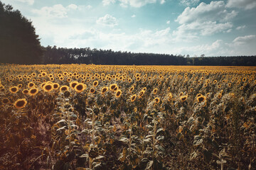 Sonnenblumenfeld - Sunflower - Field - Ecology - Environment - Agriculture - High quality photo - Bioeconomy - Photo Wallpaper