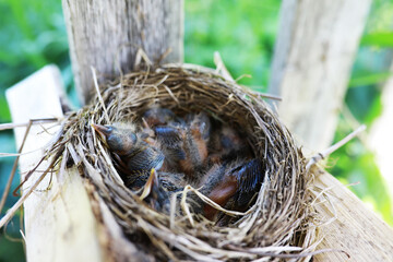 Wall Mural - Bird's nest with bird in early summer. Eggs and chicks of a small bird. Starling. Feeds the chicks.