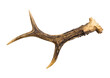 © FotoHelin - One European roe deer (chevreuil) antler found in forest, isolated on white background. A bit weathered.