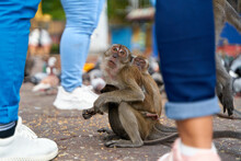 Wild Monkeys At The Entrance To The Batu Caves Take Food From The Pigeons That Visitors Feed