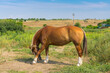 lonely chestnut horse standing on a summer pasture in Ukraine.