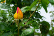 Lonely yellow rose flower in Ukrainan garden closeup at late spring  closeup