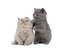 Sweet Duo Of British Shorthair Cat Kittens, Playing With Each Other. Looking Away From Camera. Isolated Cutout On A Transparent Background.
