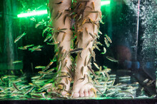 A Woman's Feet Are Submerged In A Fish Tank At A Bangkok Spa.