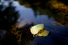 2 Leaves Rest Comfortably Together On The Surface Of A River.