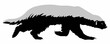 honey badger vector illustration isolated on white