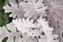 White Leaves Of Cineraria Close Up