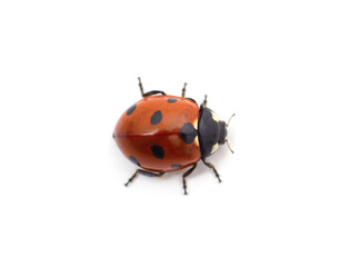 Wall Mural - Little ladybug beetle.