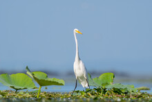 Close-up Of A Standing Great Egret