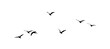 black silhouette flock of birds backlit  Isolate on transparent background PNG file