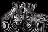 Fototapeta Konie - Two black and white zebras on black background created with AI