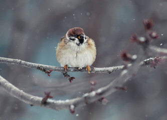 Wall Mural - cute chubby bird sparrow sitting in the winter garden on a tree branch