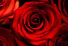 Fresh Dark Red Roses Close Up Texture Background For St. Valentine's Day