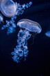 Detail of long jellyfish, deep dark sea water creature, underwater macro detail, ultraviolet light