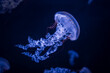Detail of long jellyfish, medusa, blue and red underwater macro detail, ultraviolet light