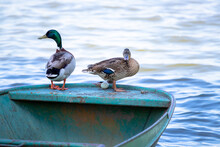 Two Ducks On Boat Are Protecting Egg. Hlukova, Czech Republic