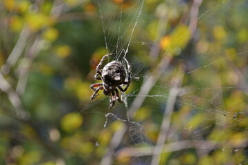 spider