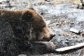 Wall Mural - close up of grizzly bear face side profile