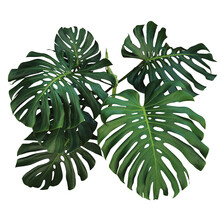 Dark Green Leaves Of Monstera Or Split-leaf Philodendron (Monstera Deliciosa) The Tropical Foliage Plant Bush Popular Houseplant