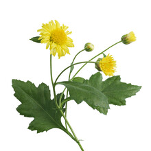 Yellow Flowers With Green Leaves Of Chrysanthemum Flower Plant