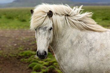 Wall Mural - Portrait of a beautiful Icelandic white horse with a lush mane. Iceland.