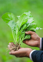 Poster - Hand holding freshly harvested spinach