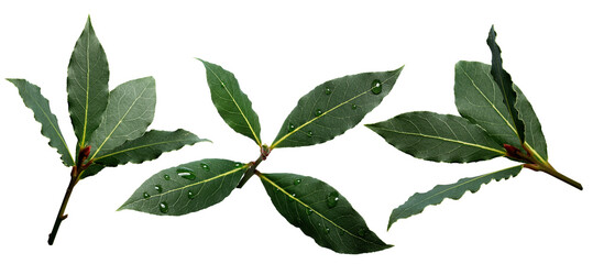 Wall Mural - Set of sweet bay (laurel, Laurus nobilis,Grecian laurel) fresh leaves isolated png