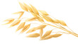 Oat ears (Avena sativa seeds), isolated png