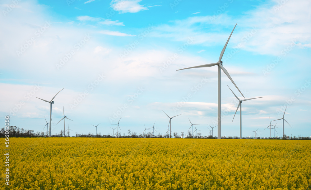 Blooming yellow canola field with wind turbines in the background in ...