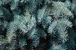 © Personal Efficiency - Spruce tree Natural background