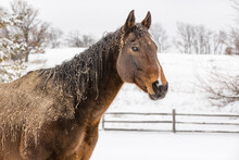 The Head And Neck Of A Brown Horse Who Has Rolled In Sand On A Wet, Snowy Day Outdoors.