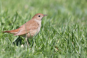 The common nightingale, rufous nightingale or nightingale (Luscinia megarhynchos).