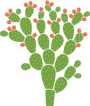 Prickly Pear Cactus. Isolated Prickly Pear On White Background