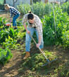 © JackF - Positive couple of male and female farmers working in garden using rake and hoe