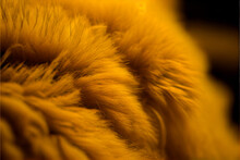 Mustard Yellow Fur Background 