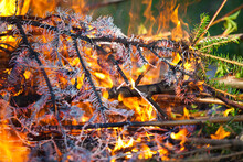 Pine Tree Branches In A Brush Fire At The Bradley Orchard In Chugiak, Alaska.