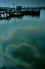 A Diesel Spill From A Boat In The Marina In Crisfield, MD.
