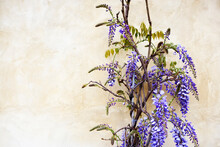 The Purple Flowers Of The Wisteria Plant.