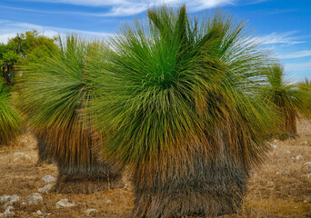 Black Boy trees WA