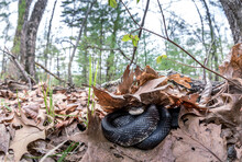 Eastern Black Rat Snake Hiding Under Leaves
-Northern Connecticut 