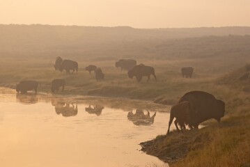 herd of american bison on a lake bank on a misty sunrise morning in yellowstone