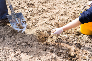 Wall Mural - Planting potatoes in the ground. a woman planting potatoes in the ground in early spring. Early spring preparation for the garden season. Potato tubers are ready to be planted in the soil.