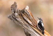 A Downy Woodpecker Perches On A Weathered Log.