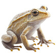 animal09 frog batrachian  croaker toad bullfrog  amphibian tadpole reptile animal transparent background cutout