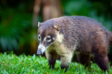 white-nosed coati - nasua narica, known as the coatimundi, family procyonidae (raccoons and relative