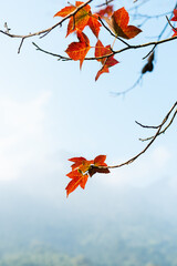 picture of maple leaves by the lake