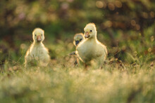 Gosling Goose Or Duck Family In Spring, Small Baby Bird Animal In Wild Nature, Group Of Young Cute Yellow Fluffy Feather Water Bird Using Beak On Green Grass, Mother Using Wing For A Chick