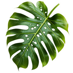 Wall Mural - leaf08 swiss cheese leaf leaves plant nature foliage stalk green tree transparent background cutout